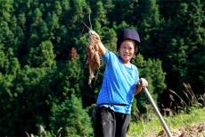 臺江：高山紫薯喜豐收 “小特產(chǎn)”撬動鄉(xiāng)村振興“大產(chǎn)業(yè)“