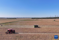 天津：秋收時節(jié)農(nóng)事忙