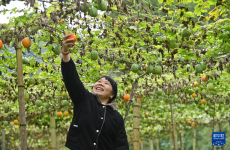 廣西龍勝：吊瓜收獲助增收