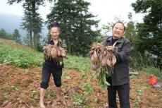 貴州臺江縣基甲村：紫薯喜獲豐收 鋪就鄉(xiāng)村振興增收路
