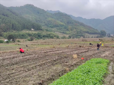 綏寧縣黃土礦鎮(zhèn)：冬閑人不閑??油菜種植掀熱潮