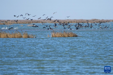黃河三角洲國家級自然保護(hù)區(qū)迎來大批越冬候鳥