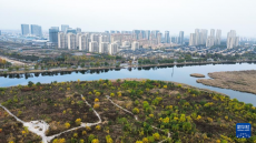 山東東營：河海交匯的濕地之城