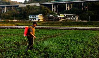 貴州畢節(jié)土著益生菌種植酵素已在全國17個省示范推廣