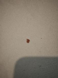 顧客冰淇淋吃出硬物崩牙，店員竟稱正常現(xiàn)象